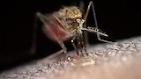 Spillover: Zika, Ebola and Beyond