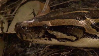 Python Hunters Season 1 Episode 1