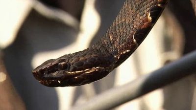 Python Hunters Season 2 Episode 3