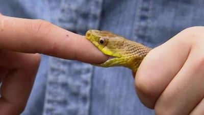 Python Hunters Season 2 Episode 4