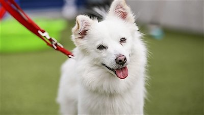 Paul O'Grady: For the Love of Dogs Season 1 Episode 4