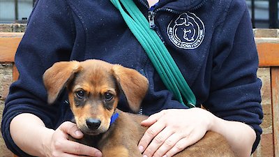 Paul O'Grady: For the Love of Dogs Season 4 Episode 1