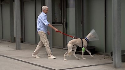 Paul O'Grady: For the Love of Dogs Season 7 Episode 2