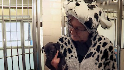 Paul O'Grady: For the Love of Dogs Season 2 Episode 4