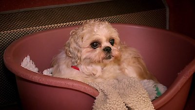 Paul O'Grady: For the Love of Dogs Season 2 Episode 5