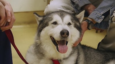 Paul O'Grady: For the Love of Dogs Season 4 Episode 7