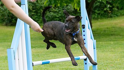 Paul O'Grady: For the Love of Dogs Season 9 Episode 4