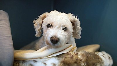 Paul O'Grady: For the Love of Dogs Season 9 Episode 5