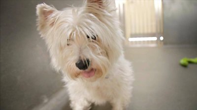 Paul O'Grady: For the Love of Dogs Season 9 Episode 10