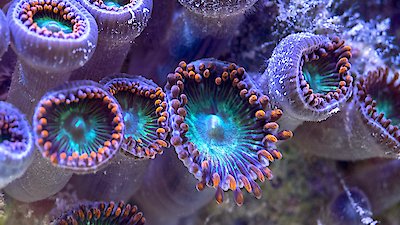 NOVA Season 50 Episode 7