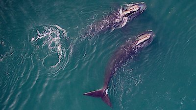 NOVA Season 52 Episode 7