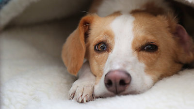 NOVA Season 56 Episode 3