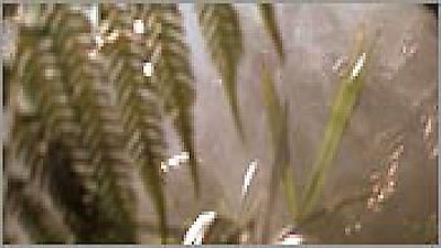 NOVA Season 29 Episode 5