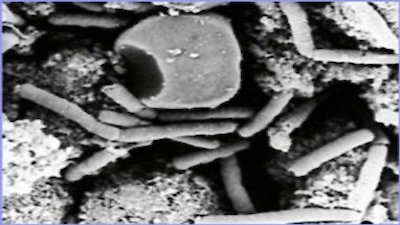 NOVA Season 29 Episode 6