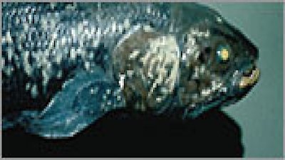 NOVA Season 30 Episode 3