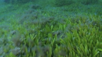 NOVA Season 30 Episode 15