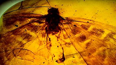 NOVA Season 33 Episode 13