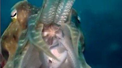 NOVA Season 34 Episode 13