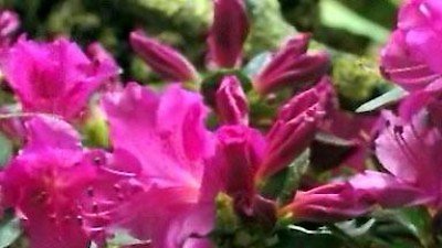 NOVA Season 34 Episode 14