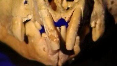 NOVA Season 34 Episode 17