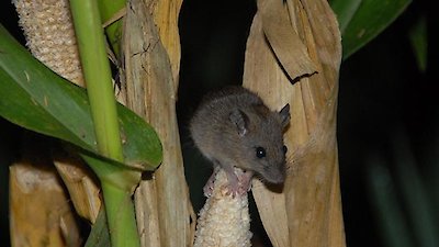 NOVA Season 36 Episode 12