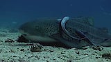 Carnivores of the Coral Garden