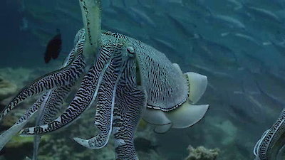 Arabian Seas Season 1 Episode 2