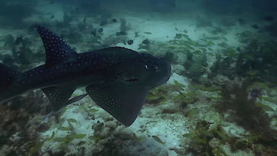 Arabian Seas Season 1 Episode 4