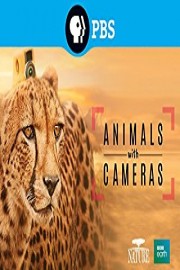 Nature: Animals with Cameras