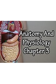 Anatomy And Physiology Chapter 3
