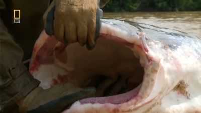 Fish Warrior Season 1 Episode 2