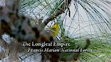 The Longleaf Empire - Francis Marion National Forest