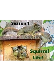 Squirrel Life!