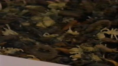 Outer Limits Season 1 Episode 2