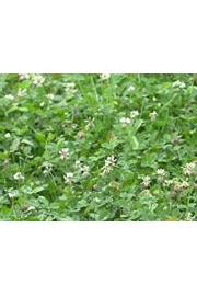 Whitetail Institute Food Plots