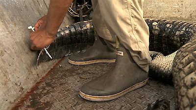 Swamp People Season 12 Episode 14