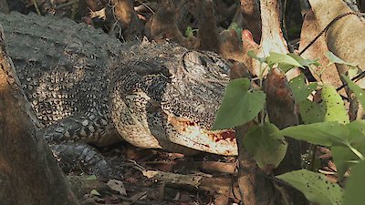 Swamp People Season 15 Episode 1