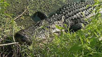 Swamp People Season 15 Episode 10