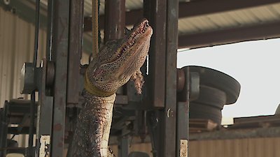 Swamp People Season 15 Episode 11