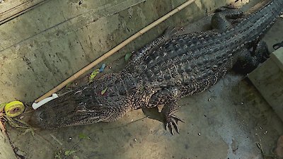 Swamp People Season 15 Episode 13