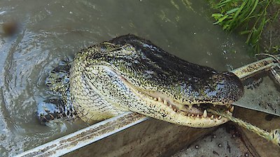 Swamp People Season 15 Episode 15