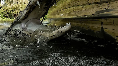 Swamp People Season 16 Episode 1