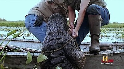 Swamp People Season 3 Episode 4