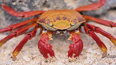 Foundations of Organic Chemistry Season 1 Episode 25