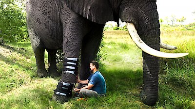 Dodo Heroes Season 1 Episode 1