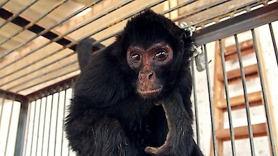 Dodo Heroes Season 1 Episode 4