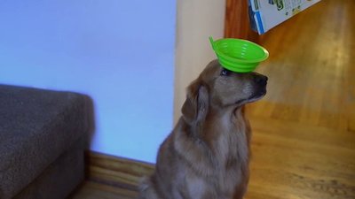 Howie Mandel's Animals Doing Things Season 1 Episode 4