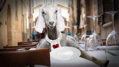 Howie Mandel's Animals Doing Things Season 2 Episode 3