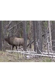 Dog Soldier the Tactical Predator Hunter