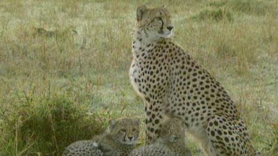 Big Cat Diary Season 1 Episode 3